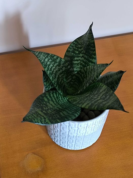 Espada-de-São-Jorge Mini