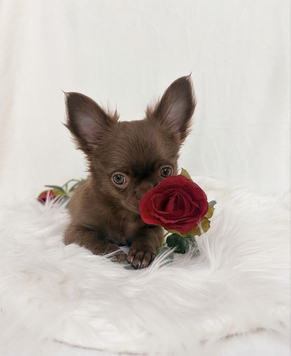 Chihuahua * świetny charakter * czekoladowy * długowłosy