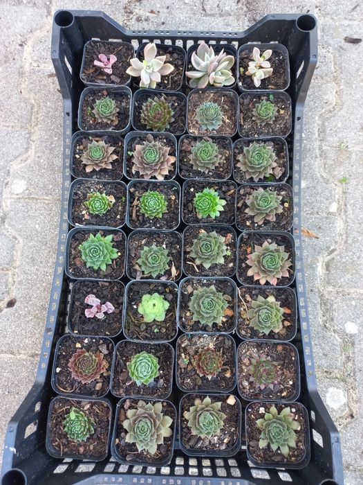 Plantas suculentas mini