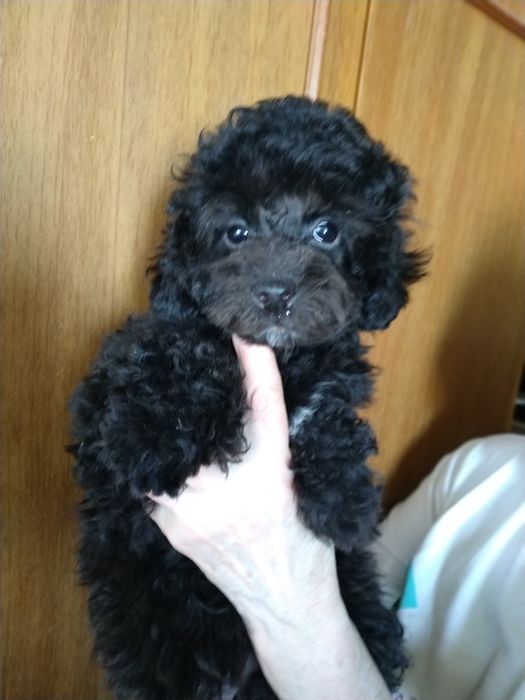 Девочка карликовый пудель Жужа