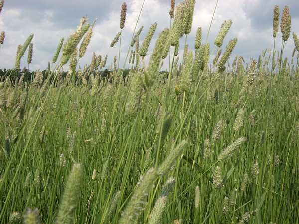 Тимофіївка насіння