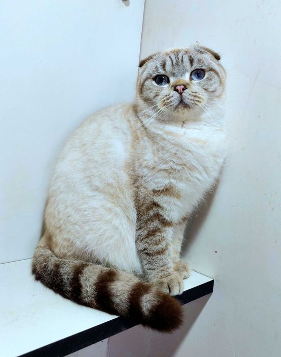 Висловухий гарний хлопчик