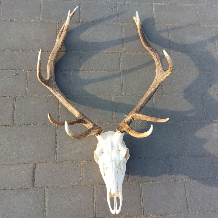 Zrzuty poroże wieńce byków jelenia