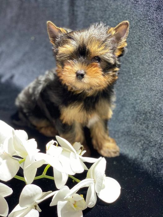 Куколка йорик мини: 7 100 грн. - Собаки Одеса на Olx