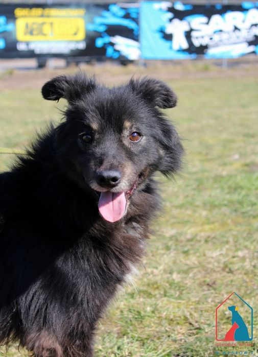 Aldo 262/24 - SZUKA DOMU!