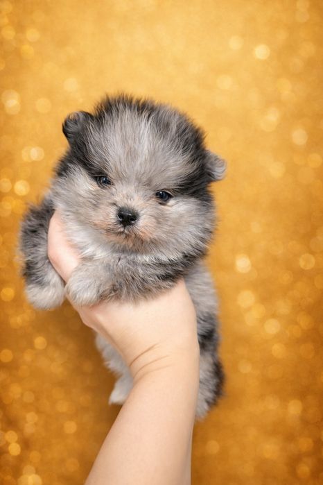 Szpic miniaturowy pomeranian pies blue merle