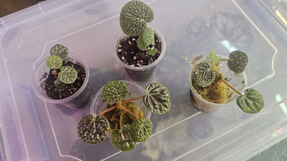 Бегония Bullatifolia