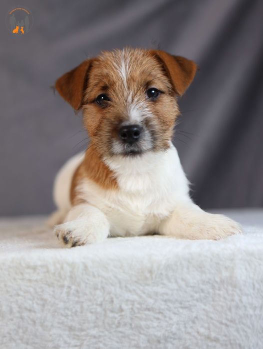 Jack Russell Terrier ZKwP FCI  po Championie