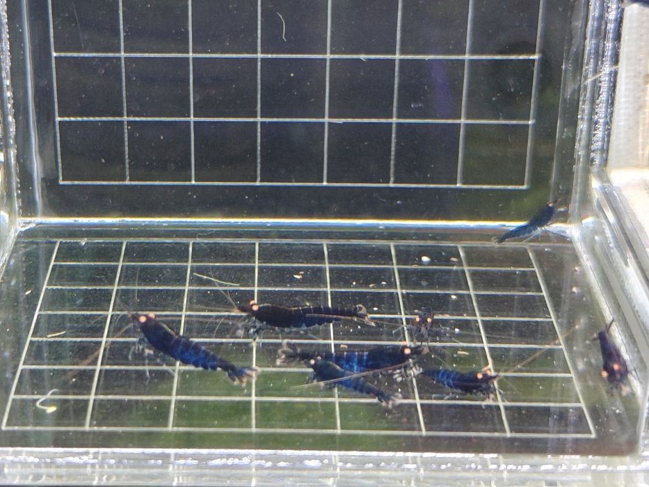 Krewetki Caridina Royal Blue Tiger OE