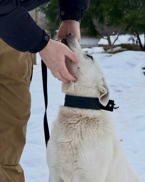 Арчі, метис, шукає дім