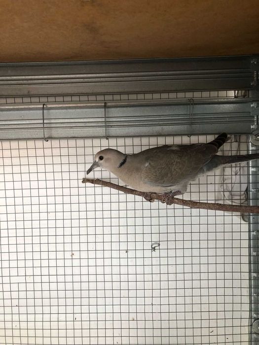 2 casais de Rolas + 2 Rolas deste ano