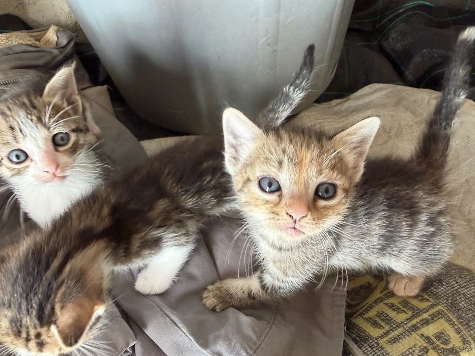 Dão-se 4 gatinhos