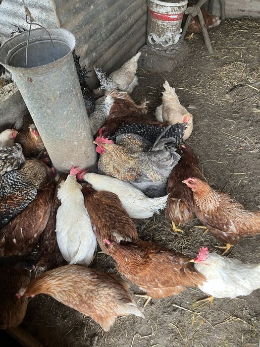 Ovos galandos de várias racas