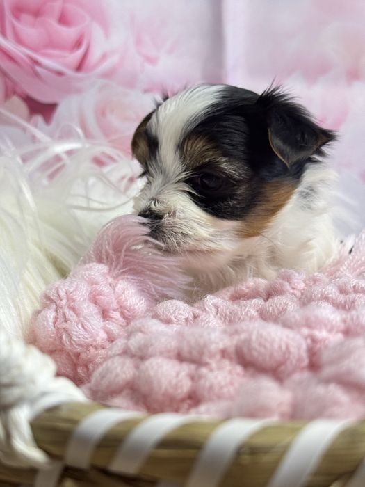 Biewer yorkshire terrier suczka