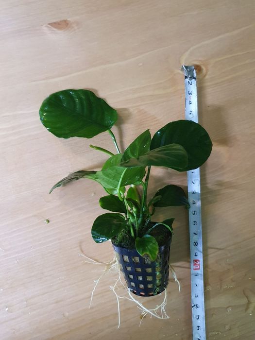 Anubias Barteri Koszyk Duży XXL
Roślina do Akwarium Krewetkarium
