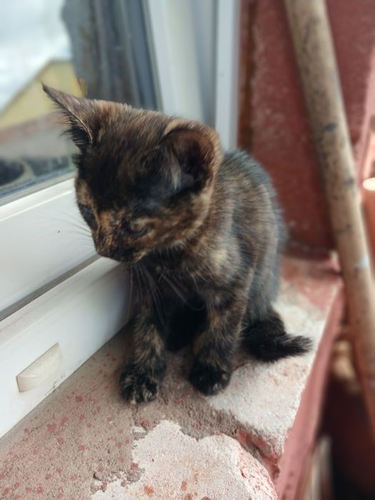 Віддам котиків у хороші руки