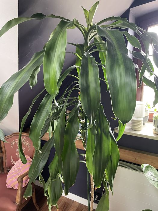 Duża Dracena Wonna (200 cm) – Zdrowy okaz, regularnie kwitnie