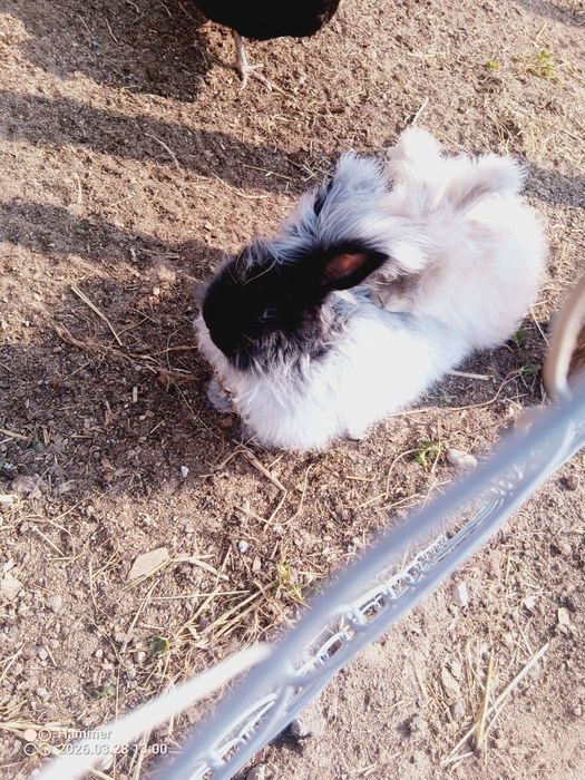 Dwie angory zmienia dom czystej rasy