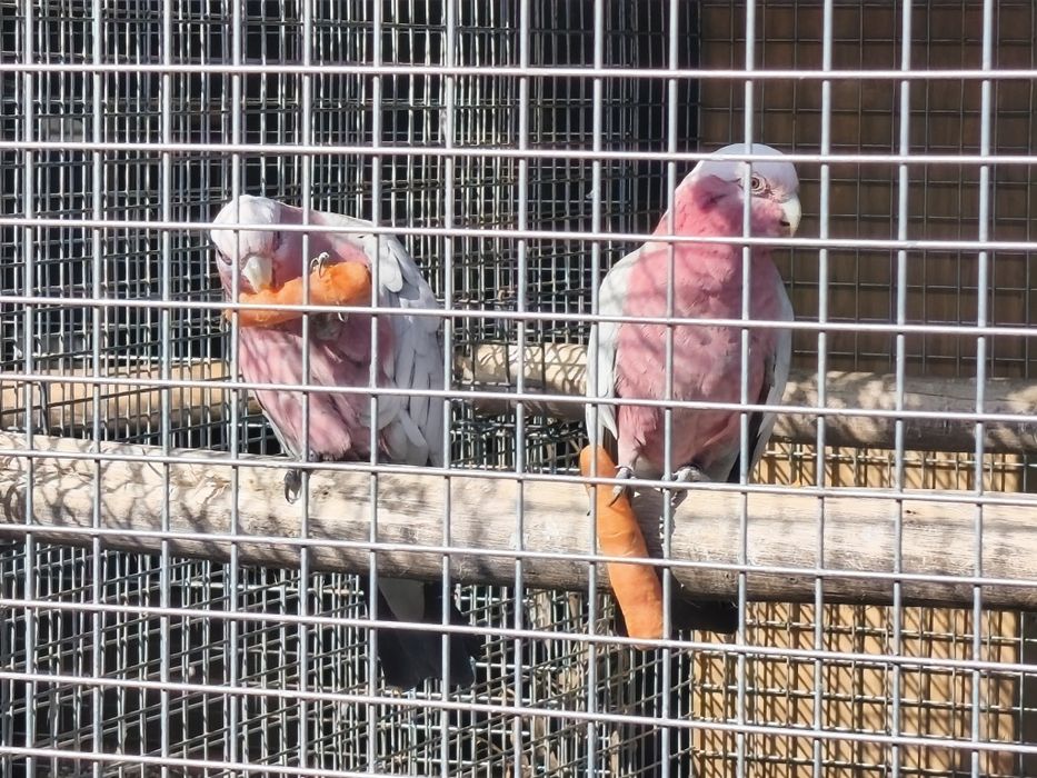 Catatuas galah para criar a mao