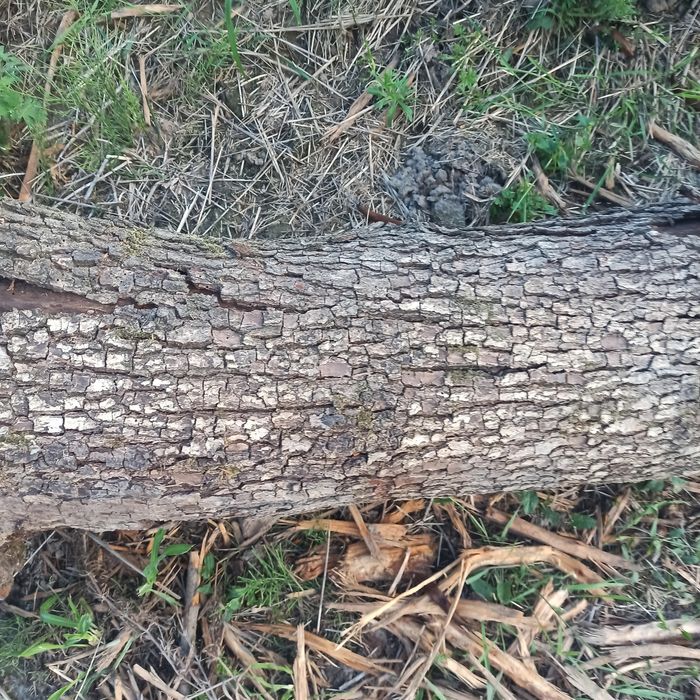 Drzewo grusza 300 kg