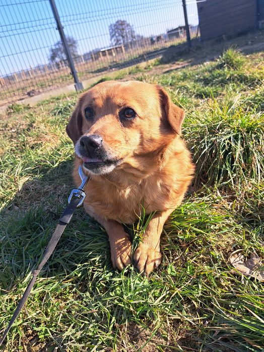 Luna, staruszka do adopcji