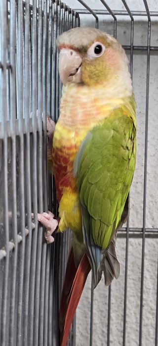 Pyrrhuras lindíssimas