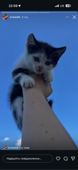 Кошеня в добрі руки