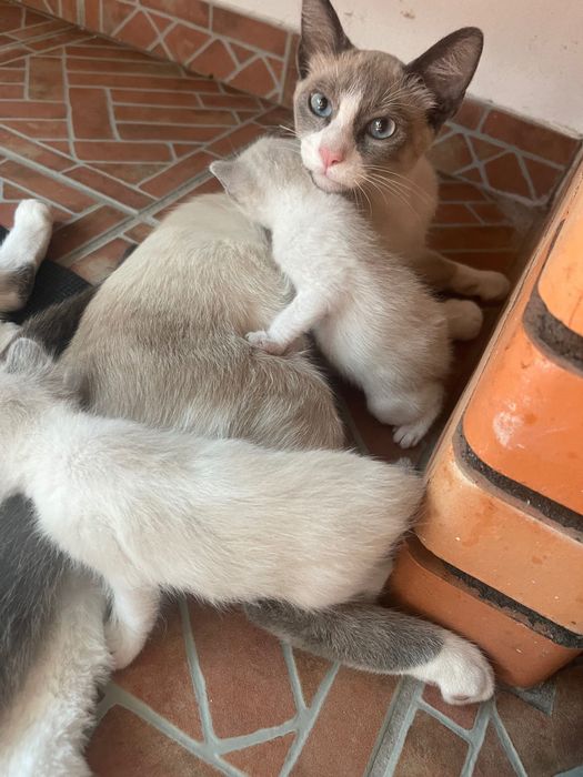 Gatinhos disponíveis