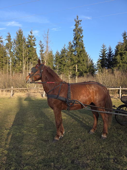 Klacz śląska, 5 letnia