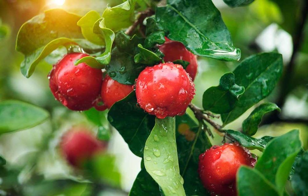 Arvores acerola e  zimbro de varios tamanhos