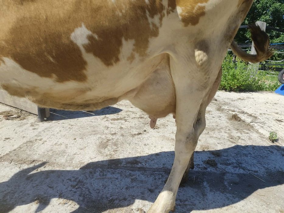 Krowa z mlekiem !!!
