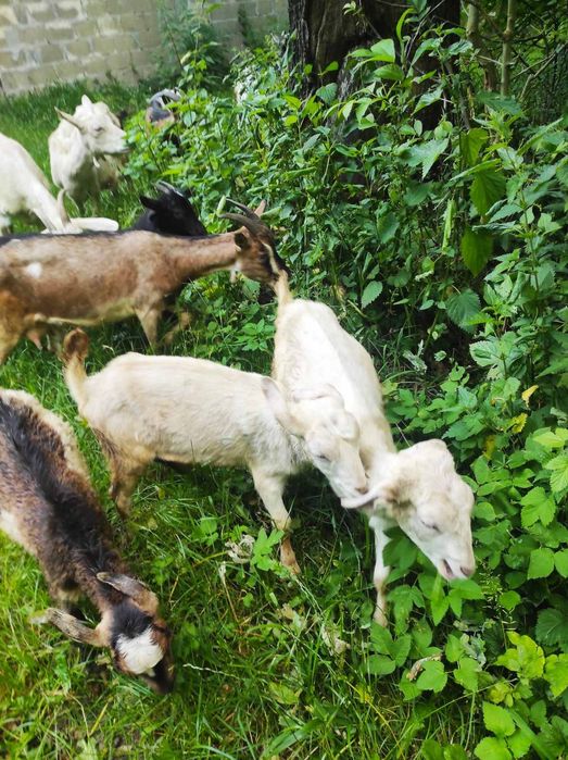 Продаються 4 козенята , вік - 3 місяці