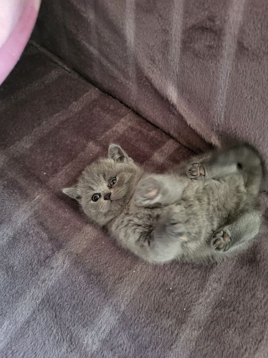 Cudna  koteczka brytyjska