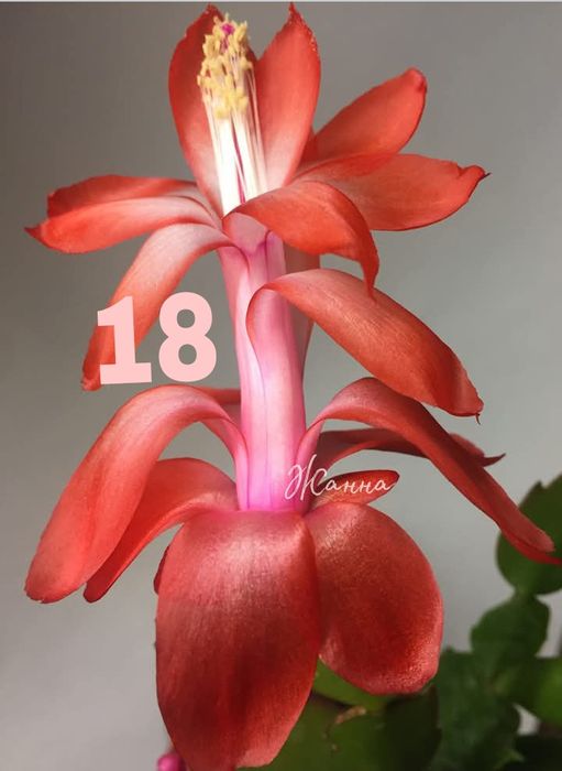 Шлюмбергера Samba Brazil , вкорінені живці.