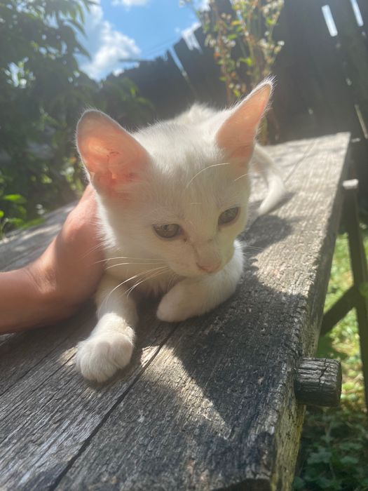 Кошенята Мурченята