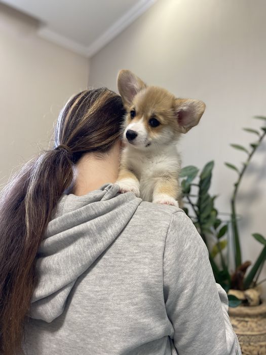 Корженята, хлопчики і дівчатка