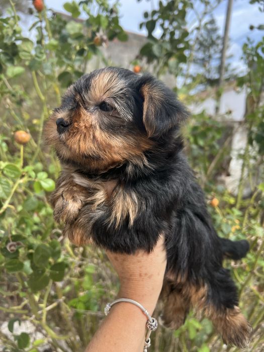 Yorkshire terrier femea  suoer top