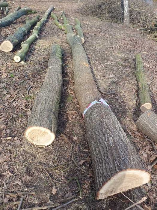 Zlecę przetarcie 18 ściętych dębów, lub sprzedam kłody tartak deskii