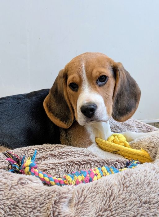 Цуценя бігля з документами!