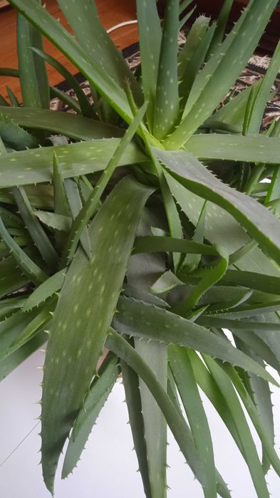 Алоє Вера  однорічні, дворічні