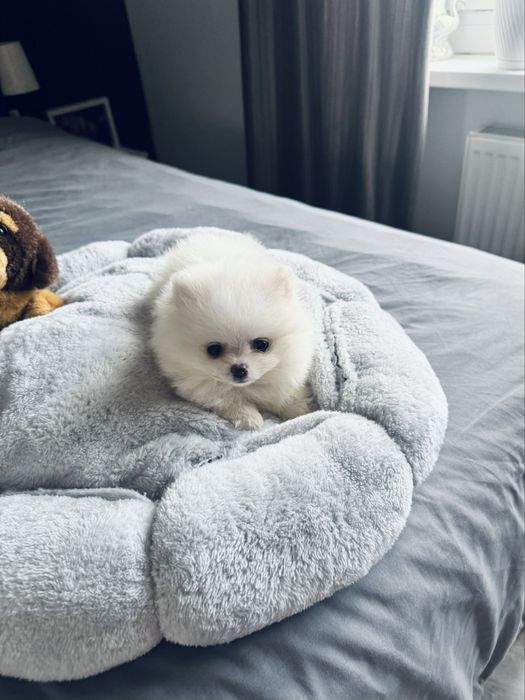 **Nero**Szpic miniaturowy, pomeranian, piesek