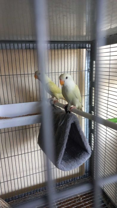 Agarponis não domesticados