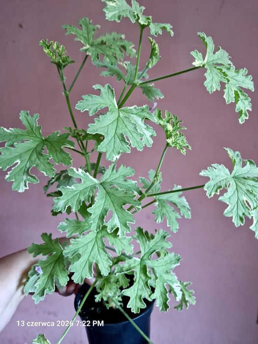 Geranium o zapachu miety botaniczna nazwa Plargonium graveolens 'Lady Plymouth'