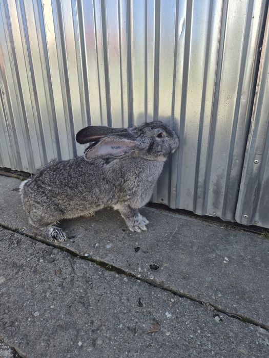 Samica olbrzym belgijski