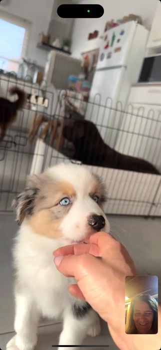 Pastor Australiano Blue Merle