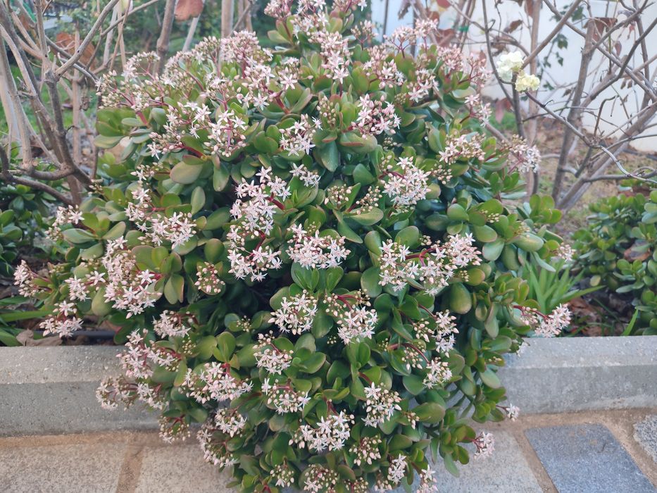 Planta de exterior Jade