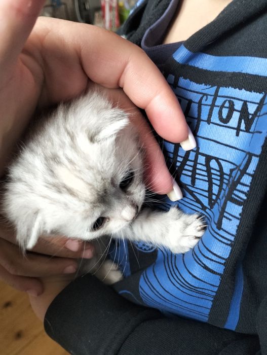 Шотландські висловухі кошенята