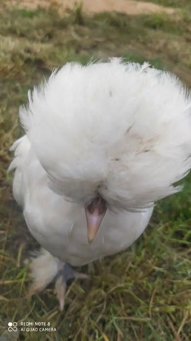 Ozdobny kogut czubaty