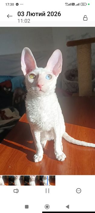 Хлопчик білий з різними очима