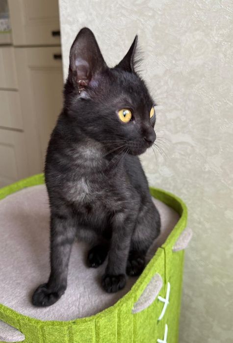 Кошеня  чорний дим